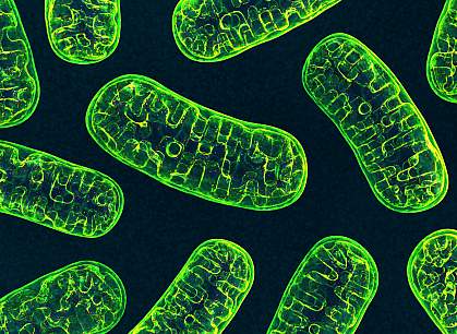 3D illustration of mitochondria