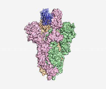 Antibody bound to SARS-CoV-2