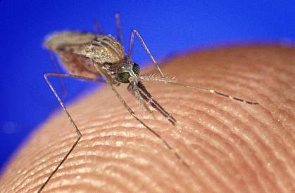 Anopheles gambiae mosquito on human skin