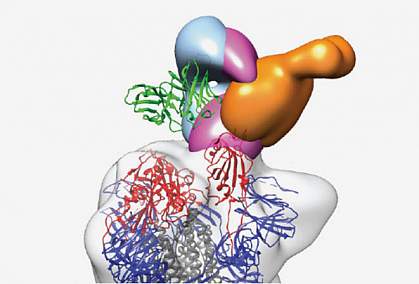 SARS-CoV-2 neutralizing antibodies