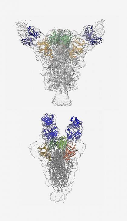 Antibodies bound to SARS-CoV-2 virus spike