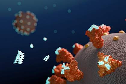 Miniproteins binding coronavirus spikes