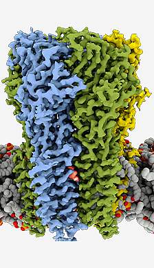 GABA receptor bound with propofol