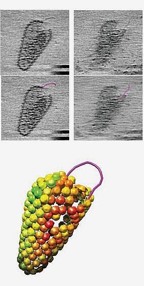 Electron micrographs and illustration showing reverse transcription by an HIV capsid