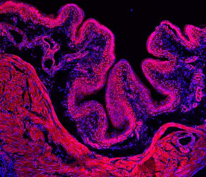 Microscope image of mouse bladder