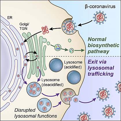 Illustration of the biosynthetic secretory pathway and lysosome exocytosis pathway