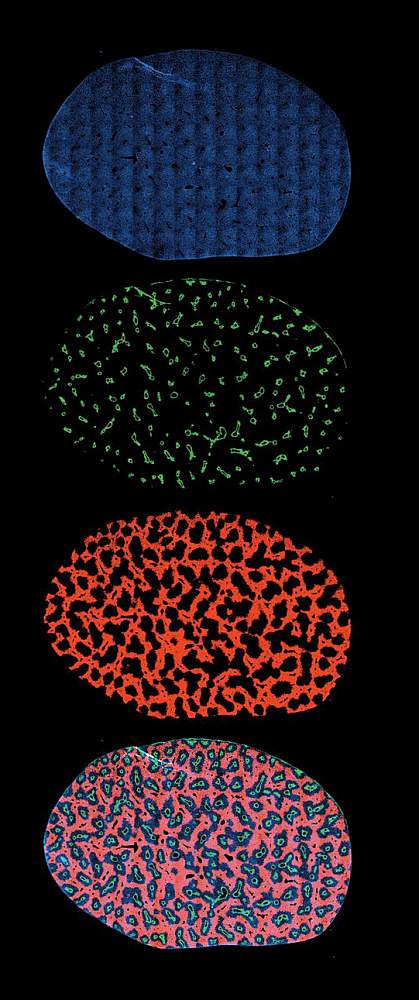 Hepatocytes in a cross-section of a liver lobe