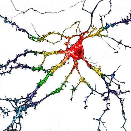 Branched neuron with a series of different colors from the cell body to the outer branches