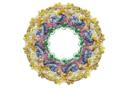 Nuclear pore complex