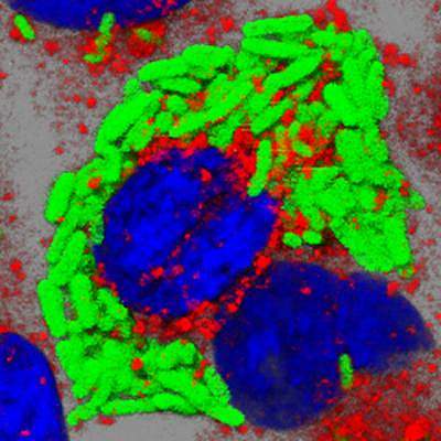 Rod-shaped bacteria packed inside a cell 