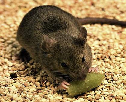 Photograph of a mouse eating a piece of bait