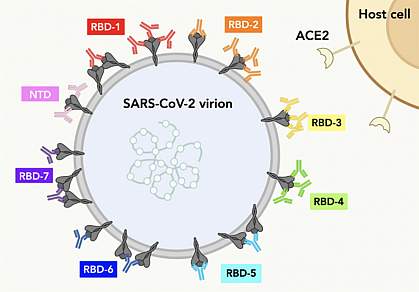 Illustration of how seven different types of antibodies bind to spike proteins on the SARS-CoV-2 virus surface