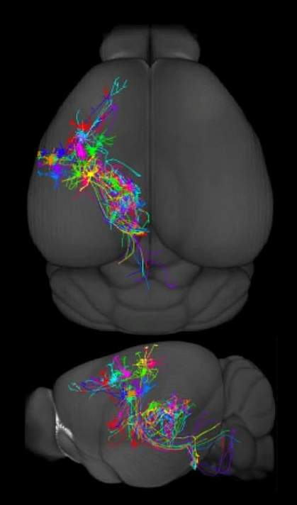 Neurons spread across the brain depicted in different colors