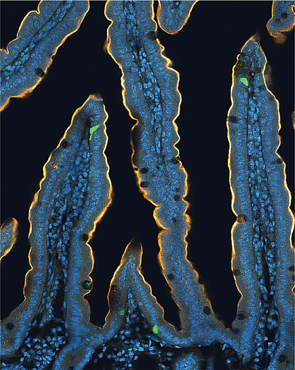 Neuropods in mouse gut