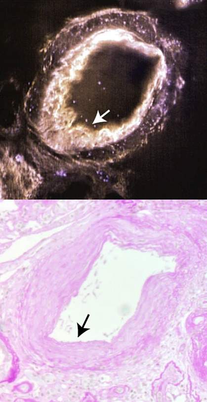 生体組織の3次元的な詳細を明らかにするシステム(System reveals 3D details of living tissues)