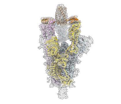 CryoEM structure of the novel coronavirus spike protein