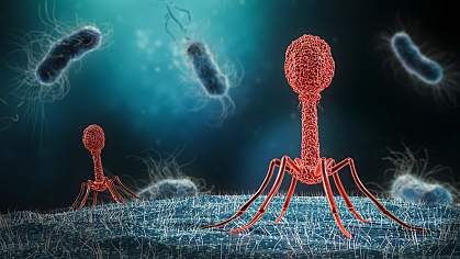 Illustration of phage infecting bacterium