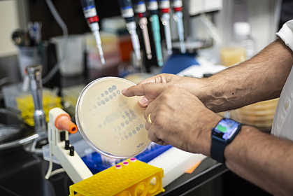 Researcher holding a plate of bacteria with several clear circles