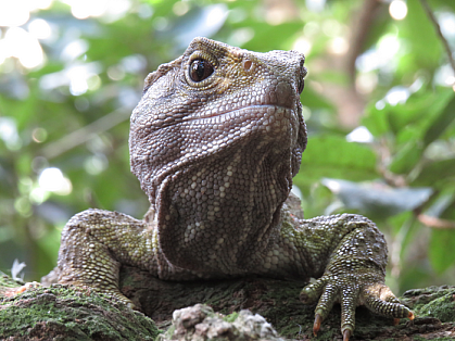 How are reptiles related hotsell to amphibians