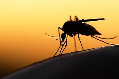 Silhouette of mosquito on human skin at sunset