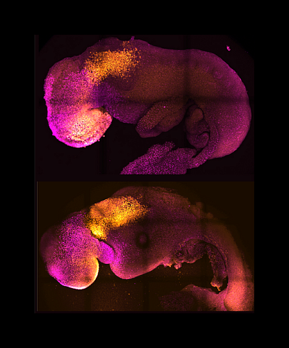 Mouse embryos