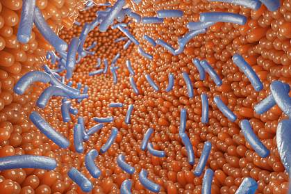3D illustration of human intestine with bacteria