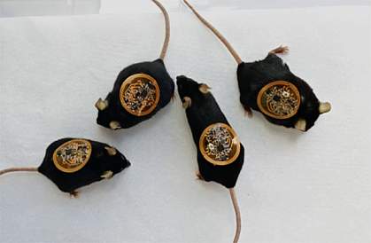 Four mice with flexible, circuit-covered bandages on their backs.