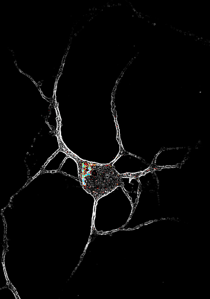 Neuron with 5-HT2A receptors inside