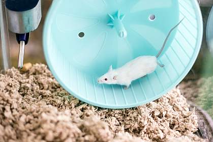 White pet mouse running on an exercise wheel in its cage