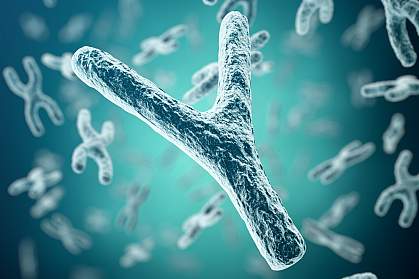Illustration of Y chromosome with X chromosomes behind it.