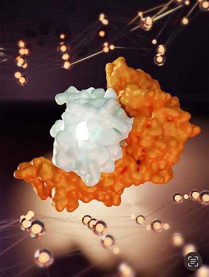 Human leukocyte antigen B (HLA-B) interacts with a segment from SARS-CoV-2.