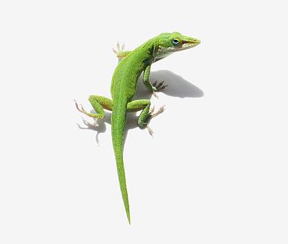 Male green anole lizard on white background.