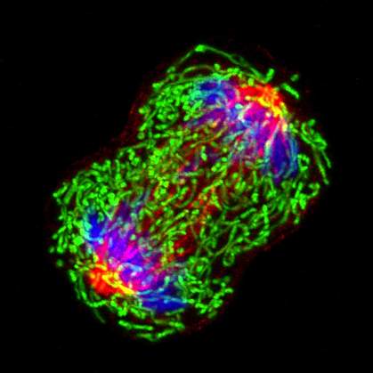 Microscope image of chromosomes separating during cell division.