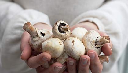 Hands holding a bunch of fresh mushrooms.