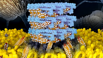 Illustration of parallel AmB molecules with many sterols bound to them and others rising from the cell membrane below.