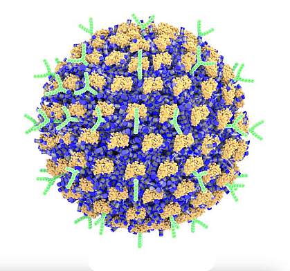 Spherical nanoparticle coated with clumps of protein and Y-shaped antibodies.