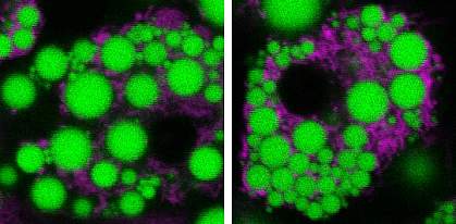 Mitochondria surrounding lipid droplets appear brighter in right panel.
