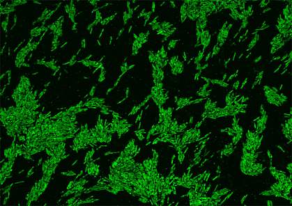 Microscope image of green, rod-shaped Oscillibacter bacteria.