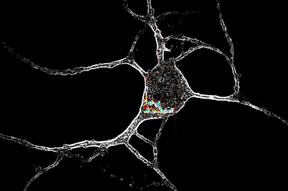 Neuron with 5-HT2A receptors inside.
