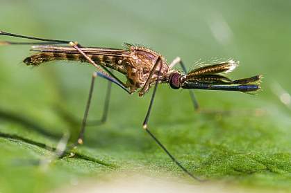 Mosquito on a leaf.