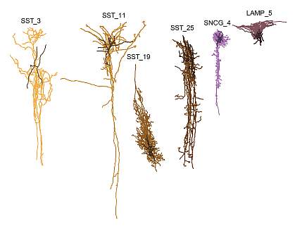Computer generated image of six differently-shaped brain cells that may be harmed first by Alzheimer’s disease: SST_3, SST-11, SST_19, SST_25, SNCG_4, and LAMP_5.