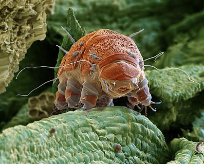 High-resolution image of a tardigrade, or water bear.