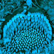 Sensory Cell