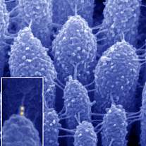 Stereocilia of the Inner Ear.