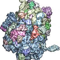 The Structure and Function of the Ribosome