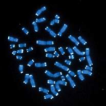 How Chromosomes are Protected by Telomeres