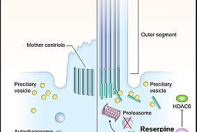 Illustration of treated vs. untreated LCA10