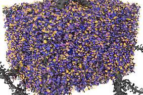 A computer-generated image showing bright orange and purple activity around a bouton, which is highlighted in blue.