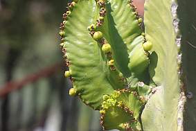 Image of Euphorbia resinifera, a green, wrinkly, cactus-like plant from North Africa.