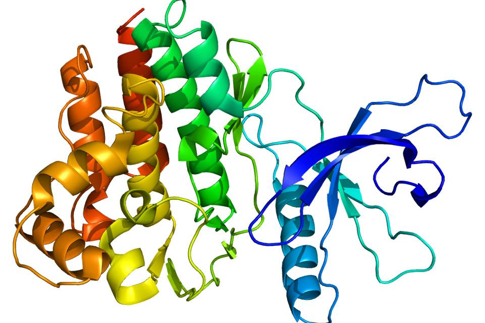 Multi-colored diagram of JAK3, a member of the family of Janus kinase proteins that play a major role in immune responses, resembles several ribbons connected to each other